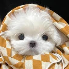 Jessy Mendiola's avatar